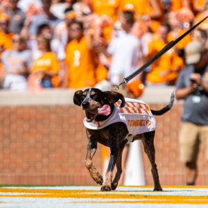 Smokey runs across the end zone at a home UT football game.